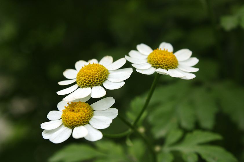 White daisies in sunlight