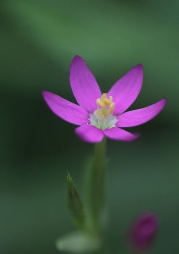 A single pink wildflower
