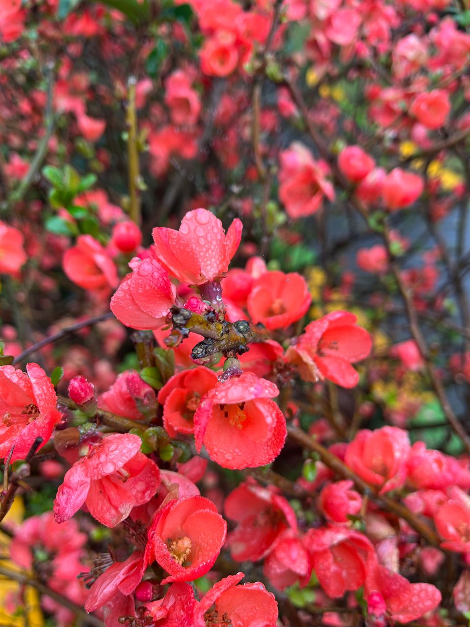 Red flowering quince in full bloom