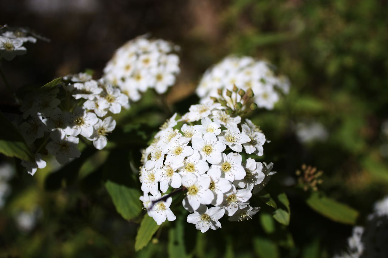 Clusters of small white flowers